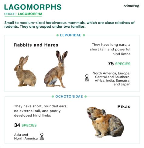 rabies t lagomorph|Rabies T Lagomorph (@rabiestl.bsky.social).